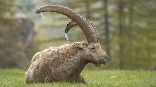Capra ibex - kuva 4