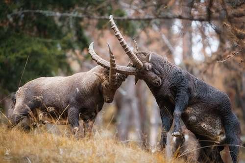 Capra ibex - kuva 5