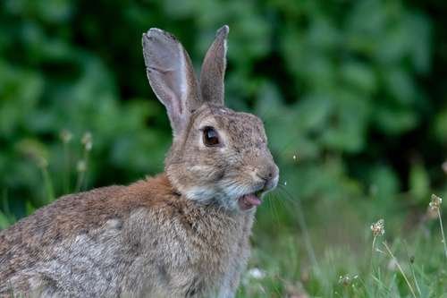 Oryctolagus cuniculus - kuva 1