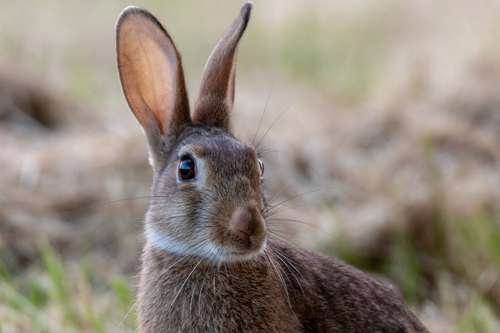 Oryctolagus cuniculus - kuva 2