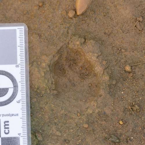 Oryctolagus cuniculus - kuva 4