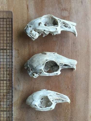 Oryctolagus cuniculus - kuva 5