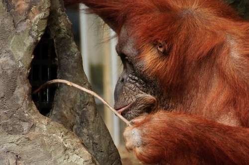 Hominidae - kuva 2