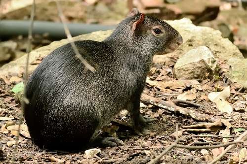 Dasyprocta mexicana - kuva 1