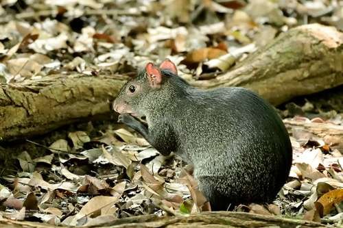 Dasyprocta mexicana - kuva 2