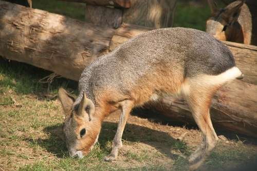Dolichotis patagonum - kuva 2