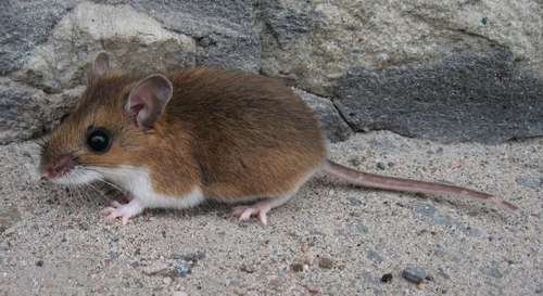 Peromyscus maniculatus - kuva 1