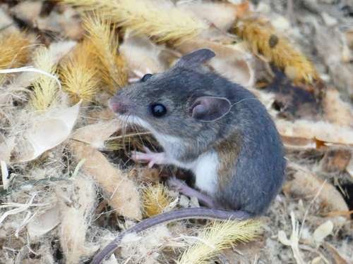 Peromyscus maniculatus - kuva 2