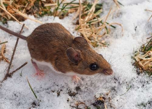 Peromyscus maniculatus - kuva 3