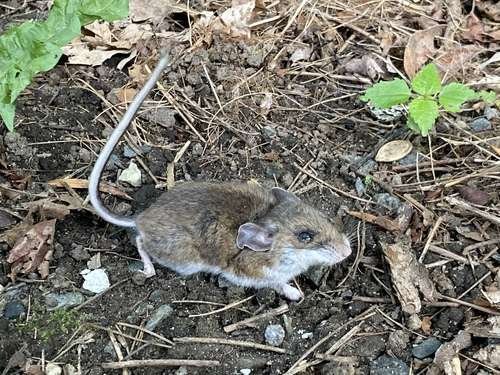 Peromyscus maniculatus - kuva 4