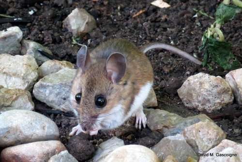 Peromyscus maniculatus - kuva 5