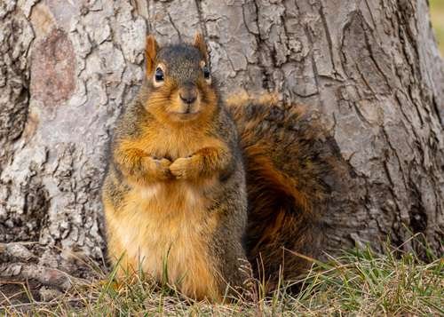 Sciurus niger - kuva 1