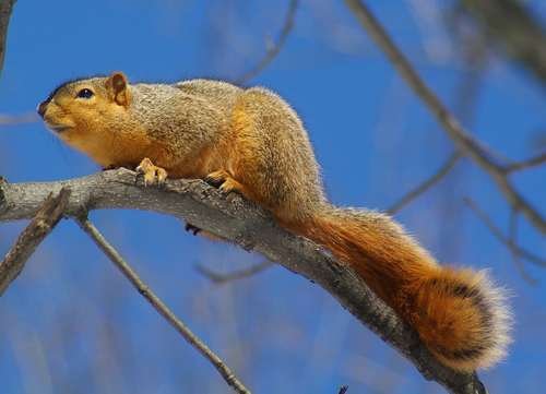 Sciurus niger - kuva 2