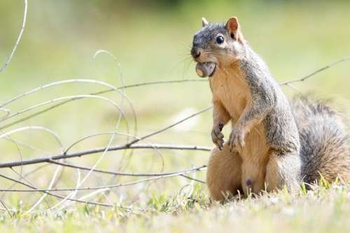 Sciurus niger - kuva 3