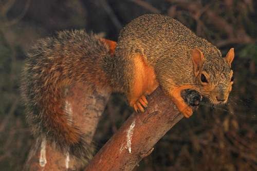 Sciurus niger - kuva 4