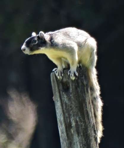 Sciurus niger - kuva 5