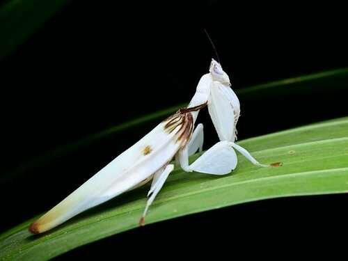 Hymenopus coronatus - kuva 1