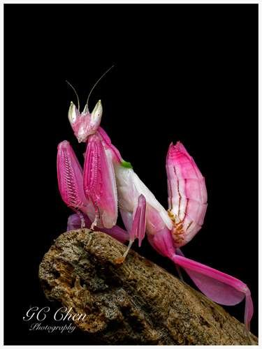 Hymenopus coronatus - kuva 2