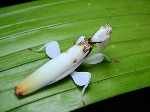Hymenopus coronatus - kuva 3