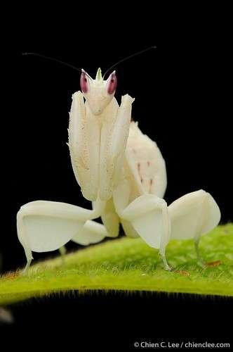 Hymenopus coronatus - kuva 4