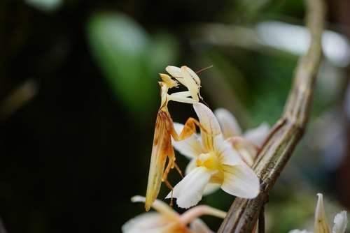 Hymenopus coronatus - kuva 5