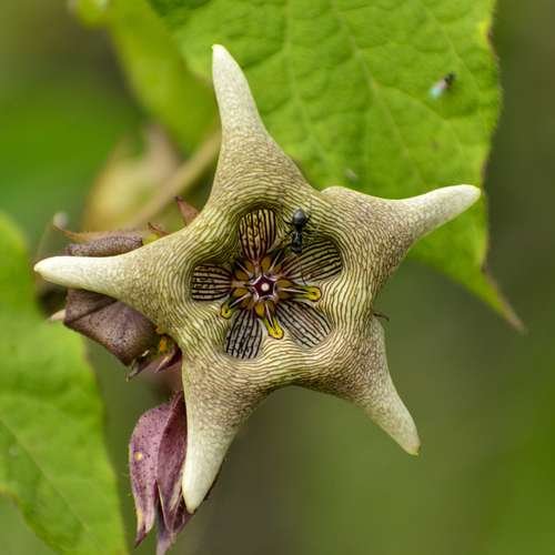 Magnoliopsida - kuva 2