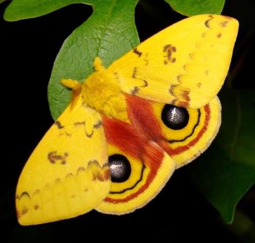Lepidoptera - kuva 1