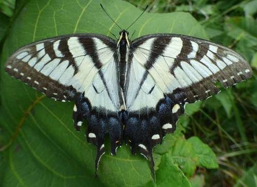 Lepidoptera - kuva 2