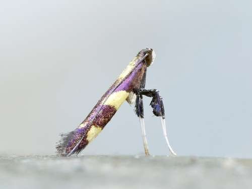 Lepidoptera - kuva 5