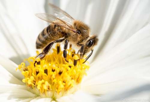 Apis mellifera - kuva 1