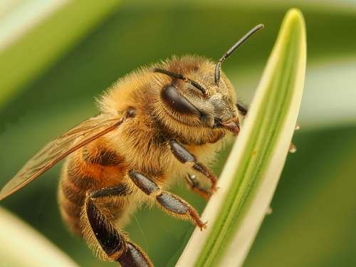 Apis mellifera - kuva 2