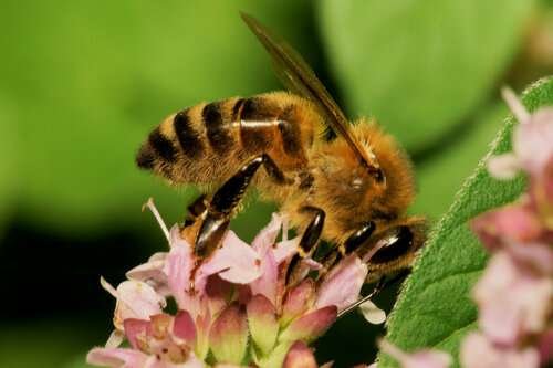 Apis mellifera - kuva 3