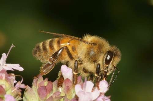 Apis mellifera - kuva 4