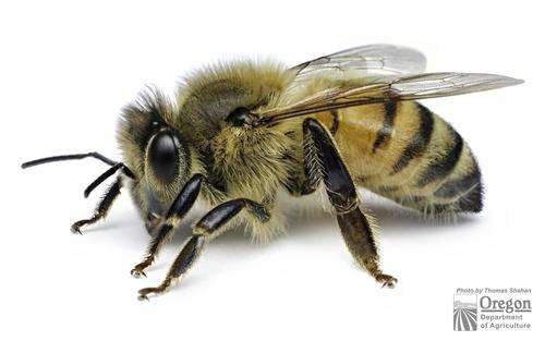 Apis mellifera - kuva 5