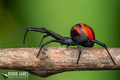Latrodectus - kuva 1