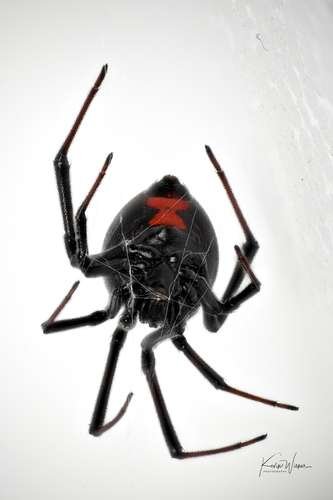 Latrodectus - kuva 2