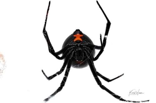 Latrodectus - kuva 3