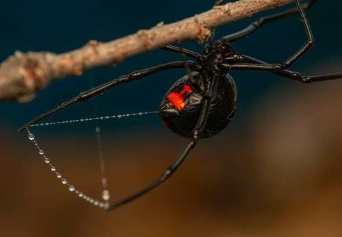 Latrodectus - kuva 4