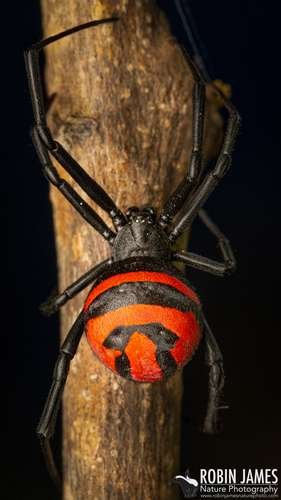 Latrodectus - kuva 5