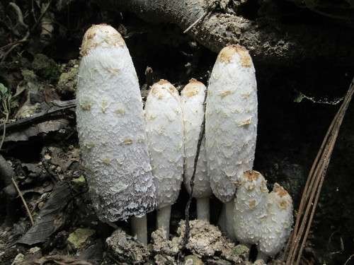 Coprinus comatus - kuva 1