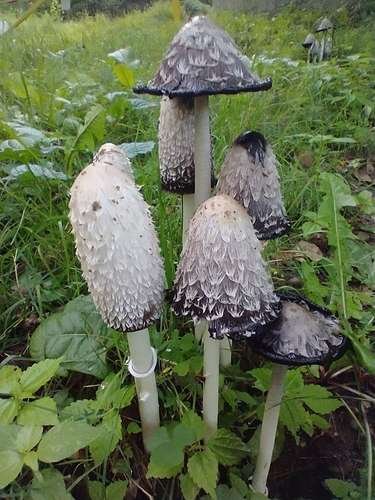 Coprinus comatus - kuva 2