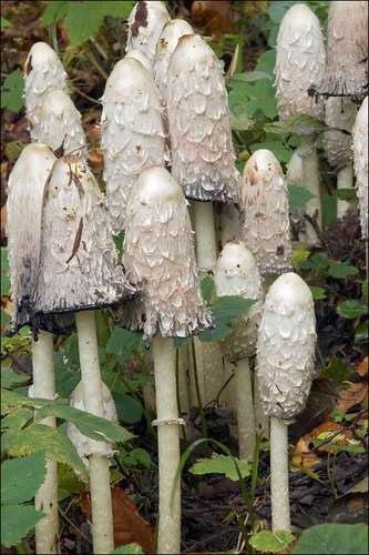 Coprinus comatus - kuva 3