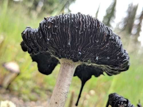 Coprinus comatus - kuva 4