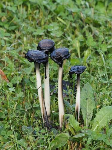 Coprinus comatus - kuva 5