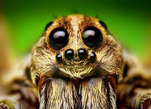 Lycosidae - kuva 1