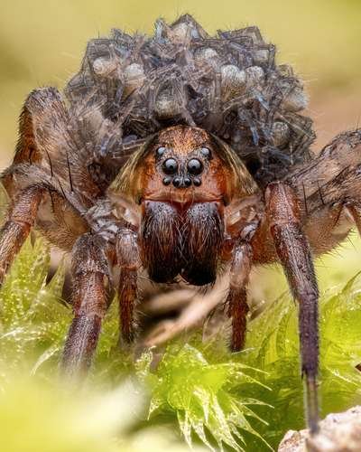 Lycosidae - kuva 2