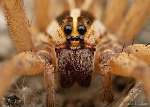 Lycosidae - kuva 3