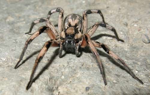 Lycosidae - kuva 4