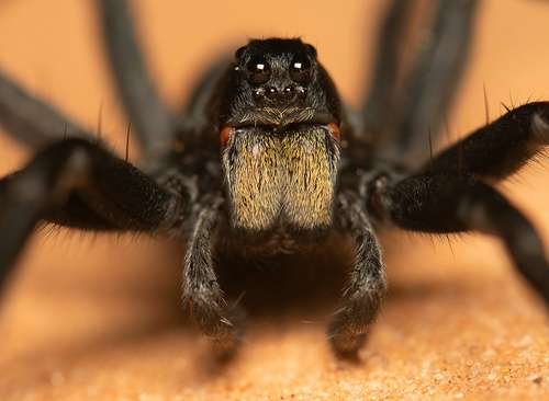 Lycosidae - kuva 5