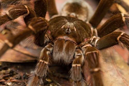 Theraphosidae - kuva 1